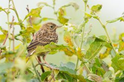 meadow-pipit-anthus-pratensis-2