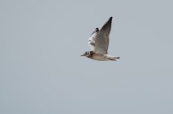 sabines-gull-larus-sabini