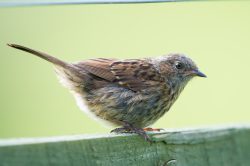 dunnock-prunella-modularis-2