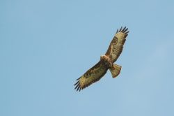 common-buzzard-buteo-buteo-3