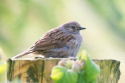dunnock-prunella-modularis-4