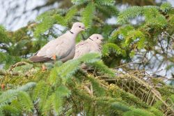 collared-dove-streptopelia-decaocto