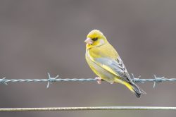 greenfinch-carduelis-chloris