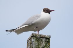 black-headed-gull-chroicocephalus-ridibundus-3
