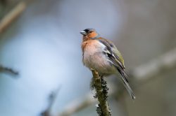 chaffinch-fringilla-coelebs-2