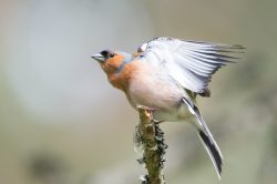 chaffinch-fringilla-coelebs-3