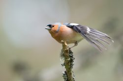 chaffinch-fringilla-coelebs-4