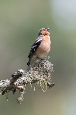 chaffinch-fringilla-coelebs-5