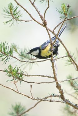 great-tit-parus-major-5