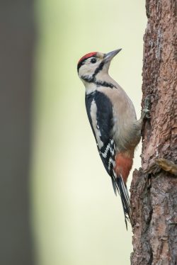 great-spotted-woodpecker-dendrocopos-major