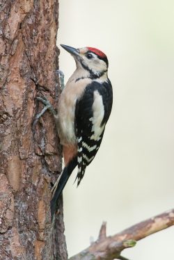 great-spotted-woodpecker-dendrocopos-major-2