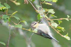blue-tit-cyanistes-caeruleus-4