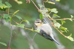 blue-tit-cyanistes-caeruleus-5