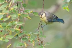 blue-tit-cyanistes-caeruleus-6