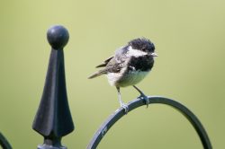 coal-tit-periparus-ater