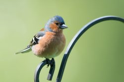 chaffinch-fringilla-coelebs-7