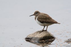 common-sandpiper-actitis-hypoleucos-3