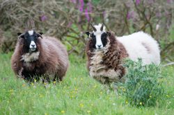 jacobs-sheep-ovis-aries