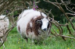 jacobs-sheep-ovis-aries-2