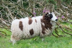 jacobs-sheep-ovis-aries-3