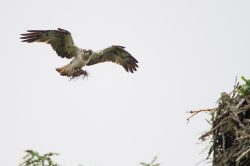 osprey-pandion-haliaetus-2