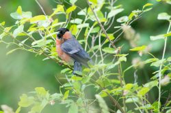 eurasian-bullfinch-pyrrhula-pyrrhula