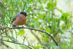 eurasian-bullfinch-pyrrhula-pyrrhula-2