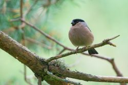 eurasian-bullfinch-pyrrhula-pyrrhula-3