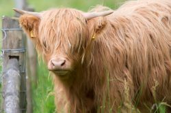 highland-cattle-bos-primigenius