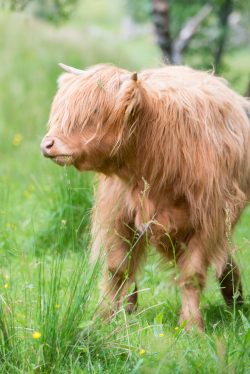 highland-cattle-bos-primigenius-2