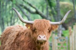 highland-cattle-bos-primigenius-3