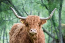 highland-cattle-bos-primigenius-4