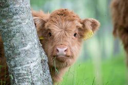 highland-cattle-bos-primigenius-5