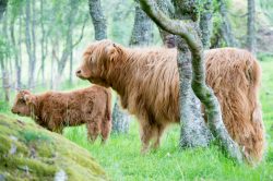 highland-cattle-bos-primigenius-6