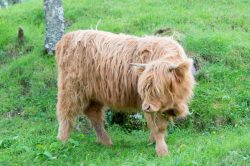 highland-cattle-bos-primigenius-7