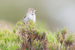 tree-pipit-anthus-trivialis