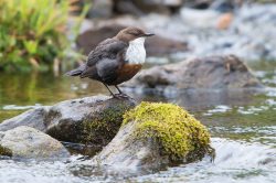white-throated-dipper-cincius-cincius