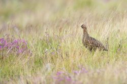 red-grouse-willow-ptarmigan-lagopus-lagopus