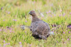 red-grouse-willow-ptarmigan-lagopus-lagopus-2