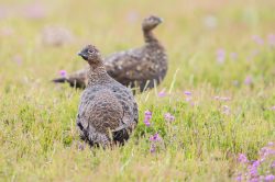 red-grouse-willow-ptarmigan-lagopus-lagopus-3