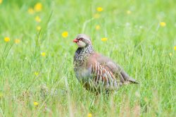 red-legged-partridge-alectoris-rufa