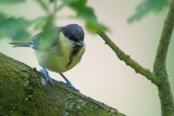 great-tit-parus-major-6