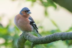 chaffinch-fringilla-coelebs-8