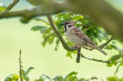 eurasian-tree-sparrow-passer-montanus