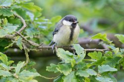 great-tit-parus-major-7