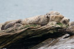 grey-seal-halichoerus-grypus-4