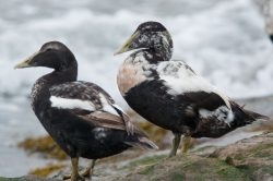 common-eider-duck-somateria-mollissima-14