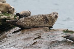 grey-seal-halichoerus-grypus-5