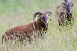 soay-sheep-ovis-aries
