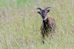 soay-sheep-ovis-aries-2